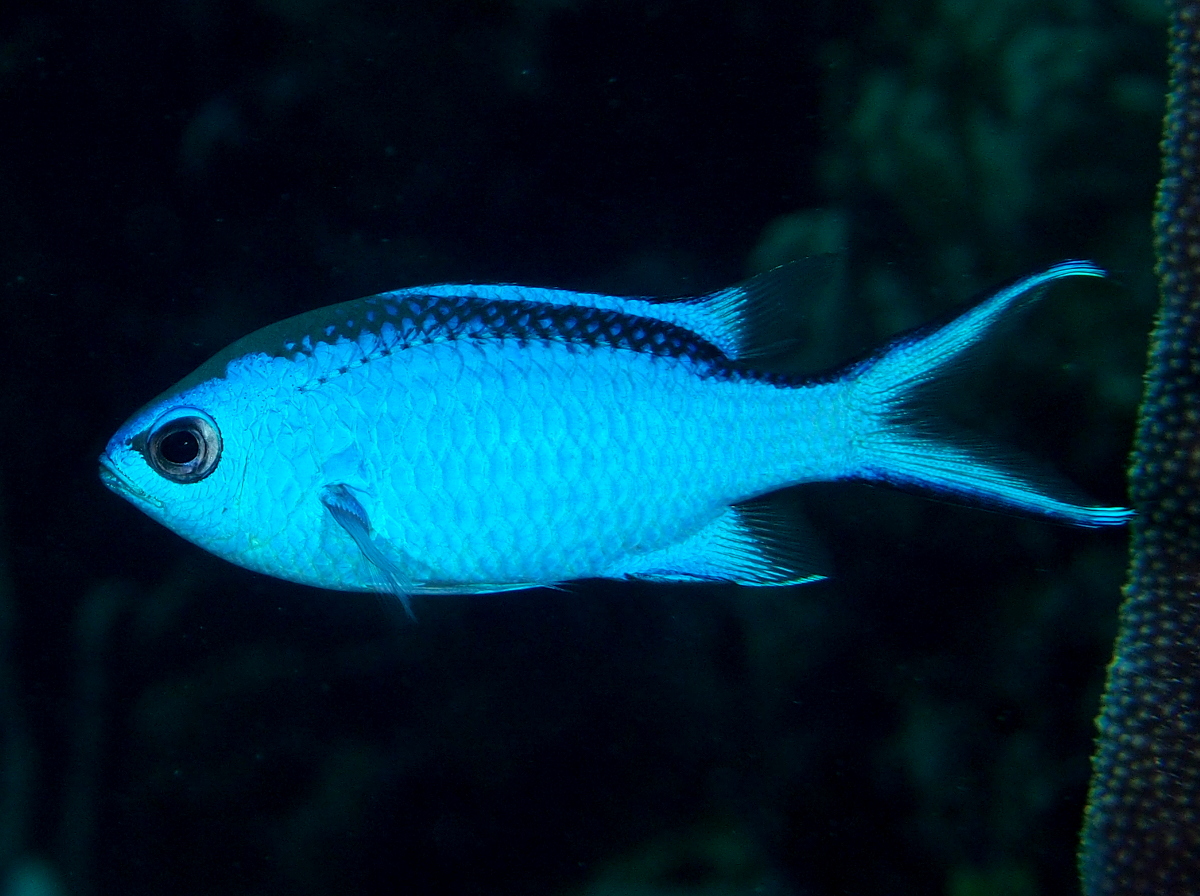 Blue Chromis - Chromis cyanea