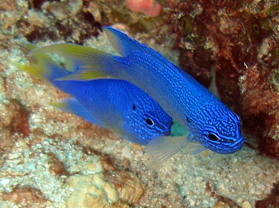 Blue Damselfish - Pomacentrus pavo