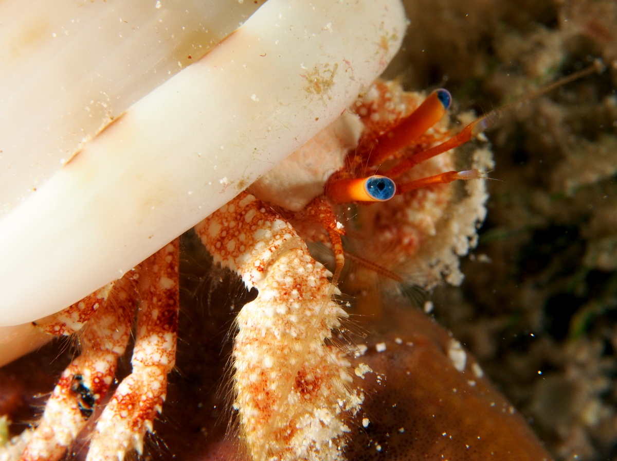 Blue-Eye Hermit Crab - Paguristes sericeus
