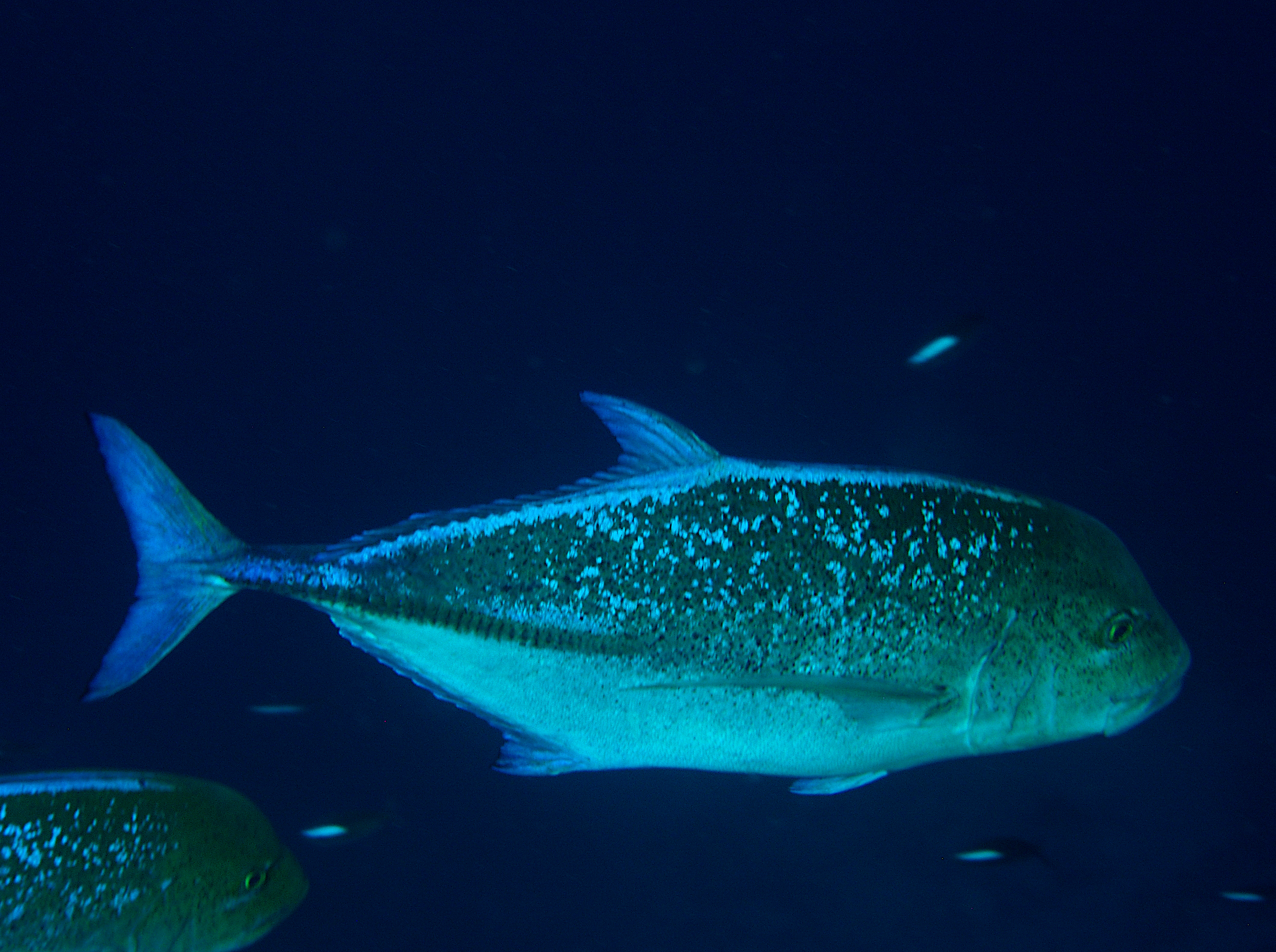 Bluefin Trevally - Caranx melampygus