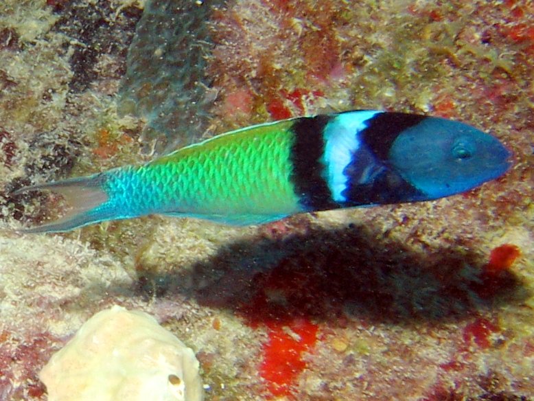 Bluehead - Thalassoma bifasciatum