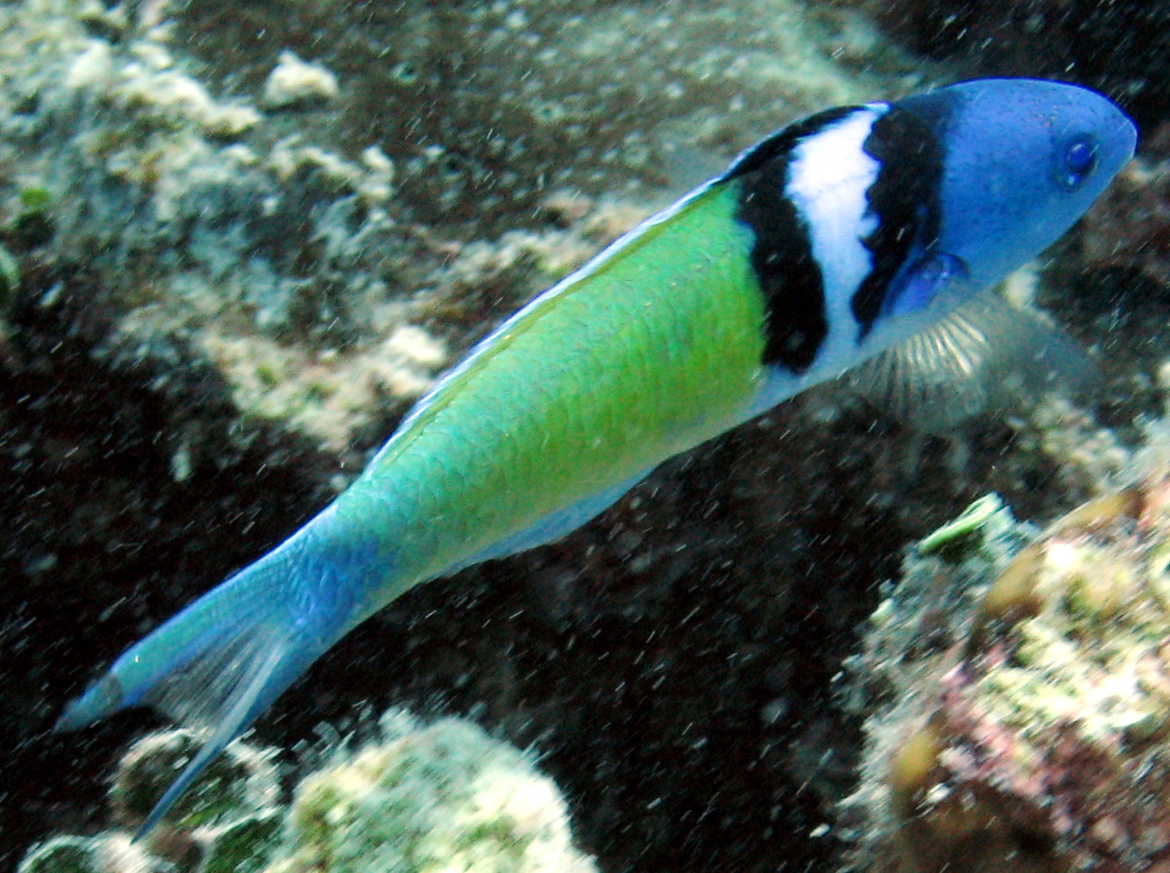 Bluehead - Thalassoma bifasciatum