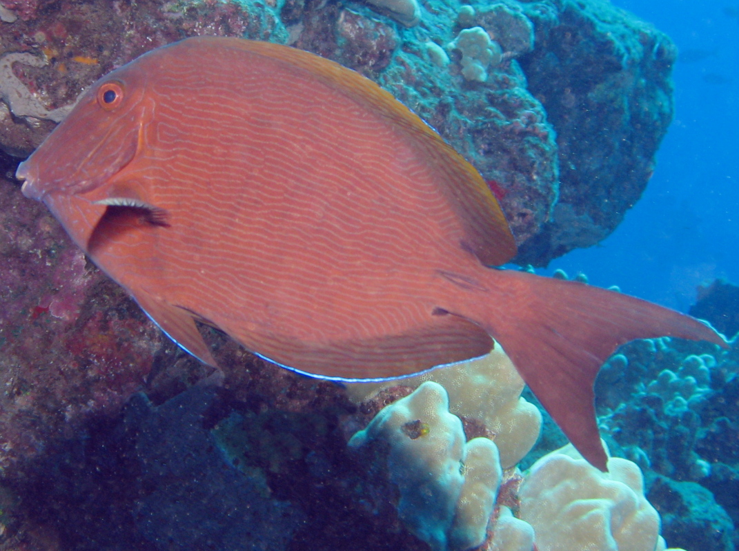 Blue-Lined Surgeonfish - Acanthurus nigroris - Lanai, Hawaii