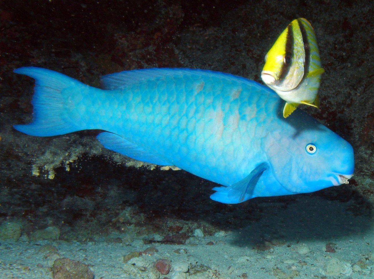 Blue Parrotfish - Scarus coeruleus
