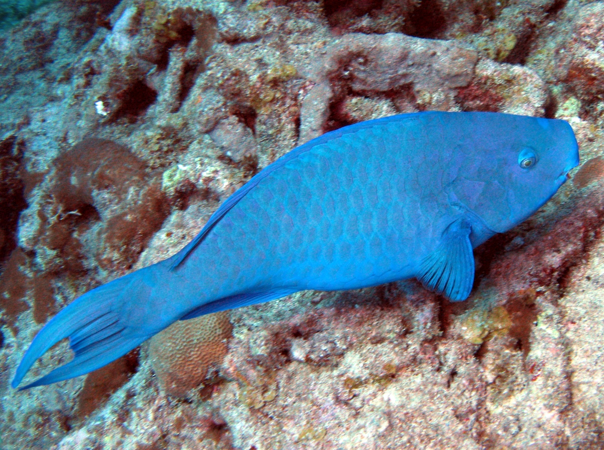 Blue Parrotfish - Scarus coeruleus