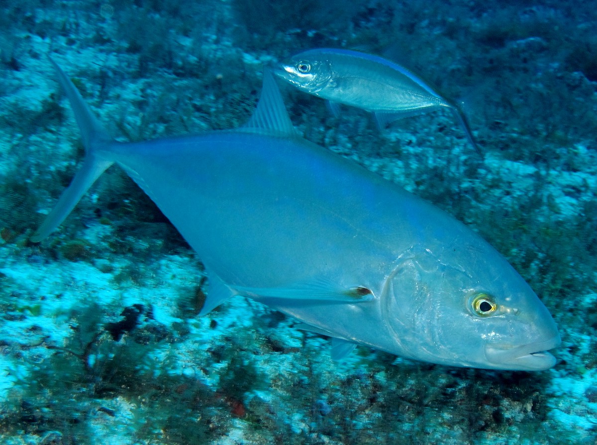 Blue Runner - Caranx crysos - Cozumel, Mexico