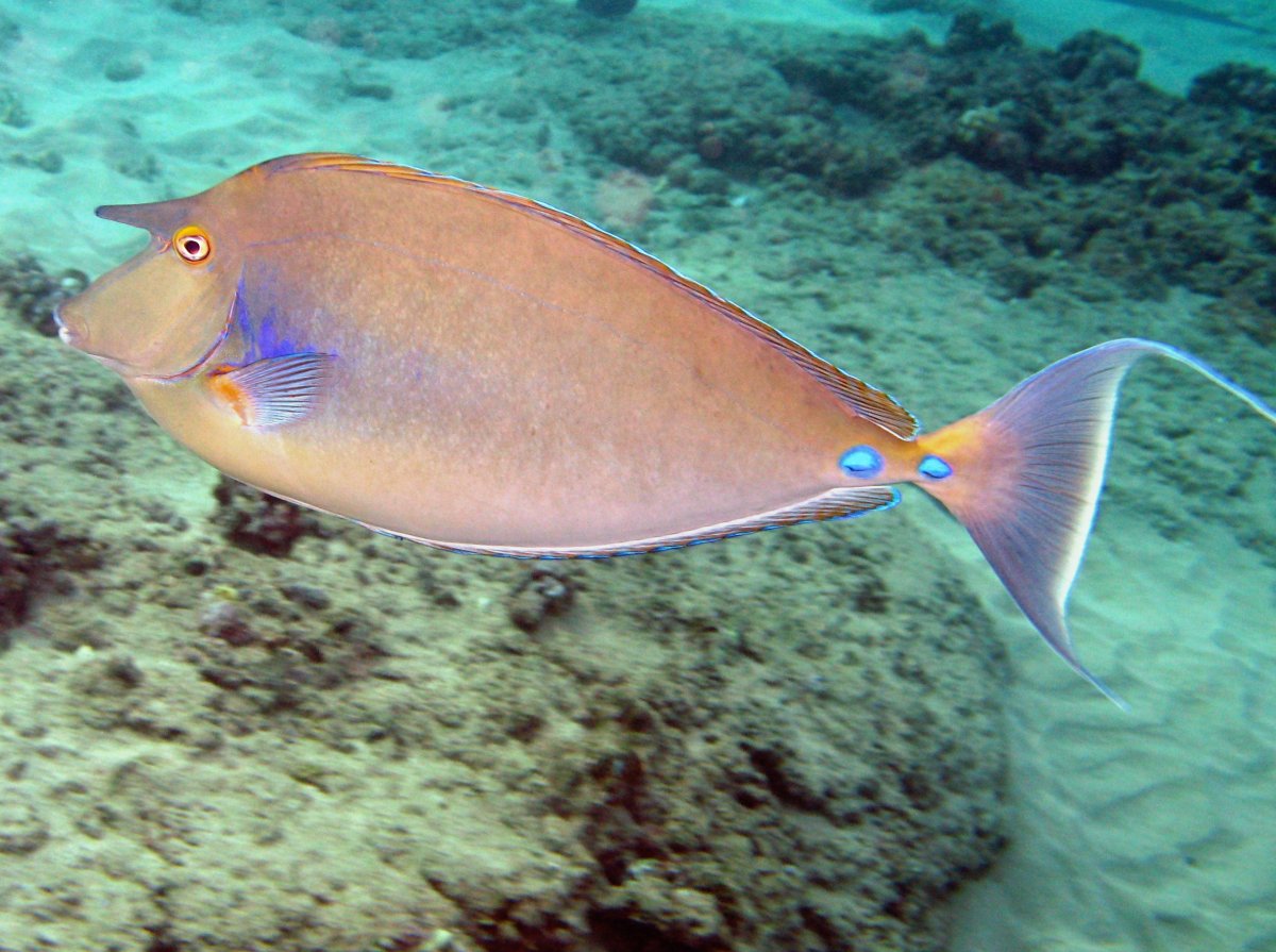 Bluespine Unicornfish - Naso unicornis