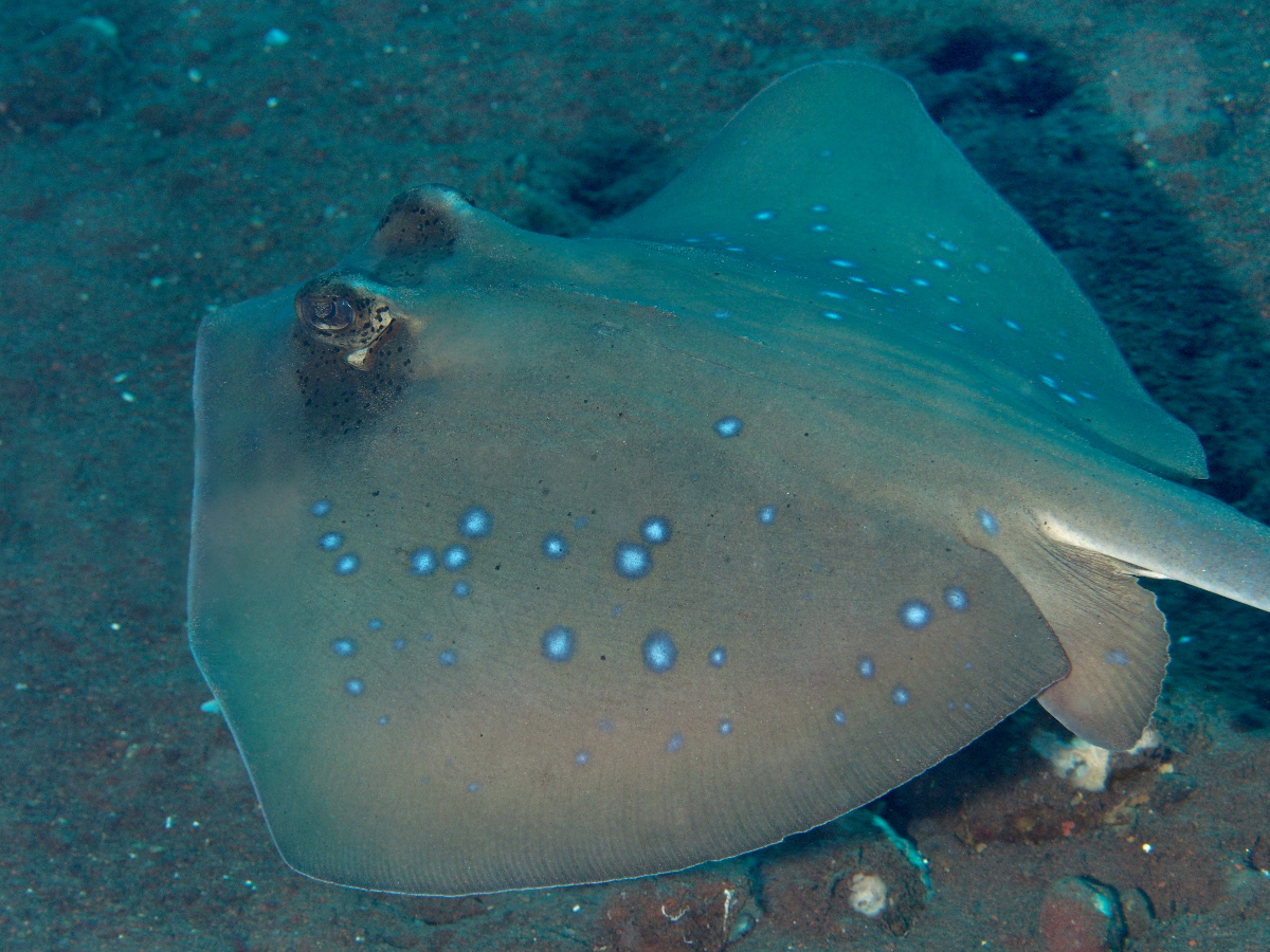 Blue-Spotted Stingray - Neotrygon kuhlii