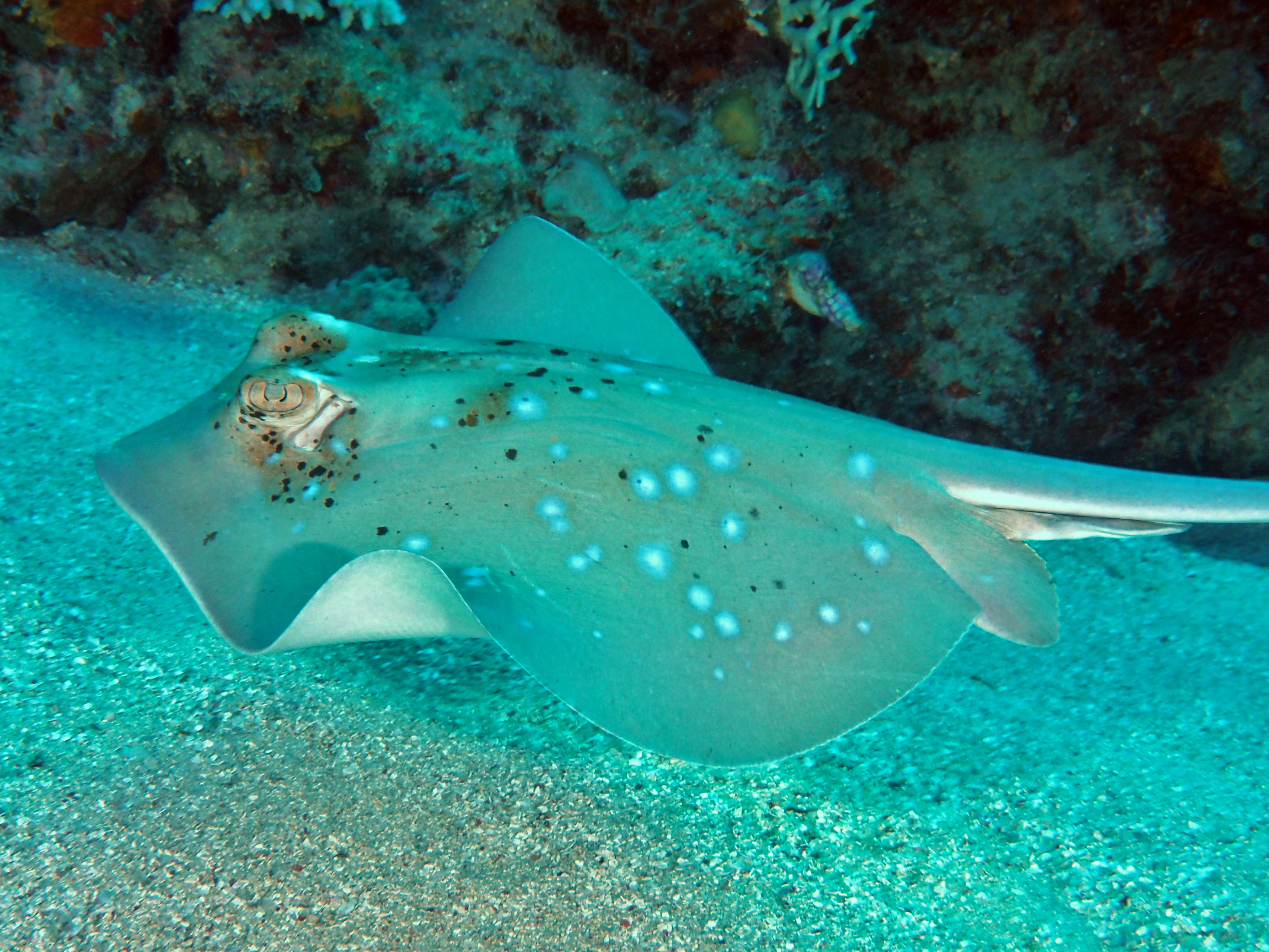 Blue-Spotted Stingray - Neotrygon kuhlii