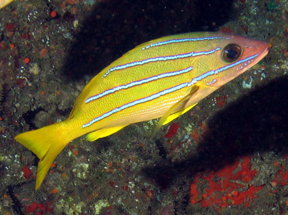 Bluestripe Snapper - Lutjanus kasmira