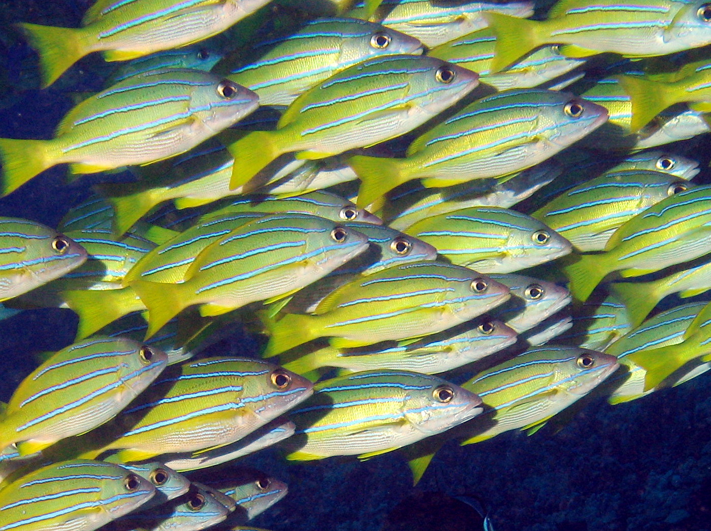 Bluestripe Snapper - Lutjanus kasmira