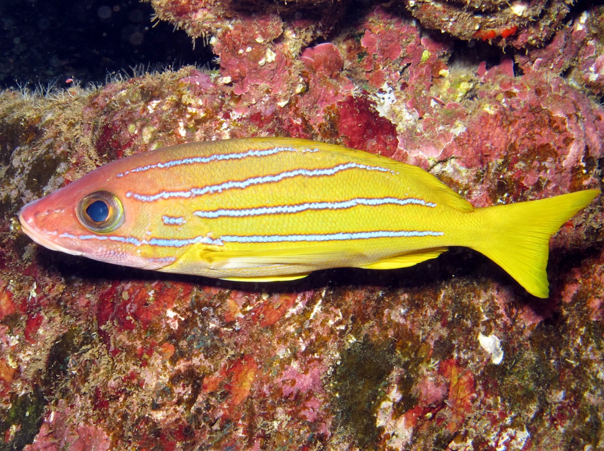 Bluestripe Snapper - Lutjanus kasmira