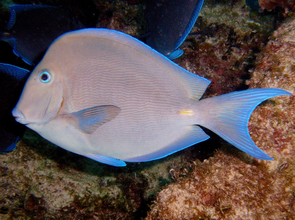 Blue Tang - Acanthurus coeruleus