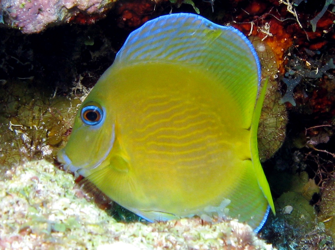 Blue Tang - Acanthurus coeruleus