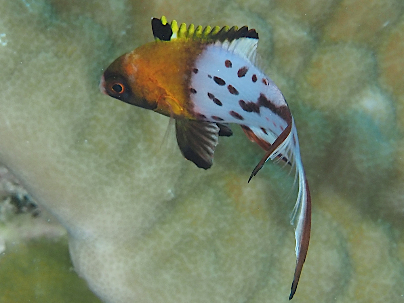 Lyretail Hogfish - Bodianus anthioides