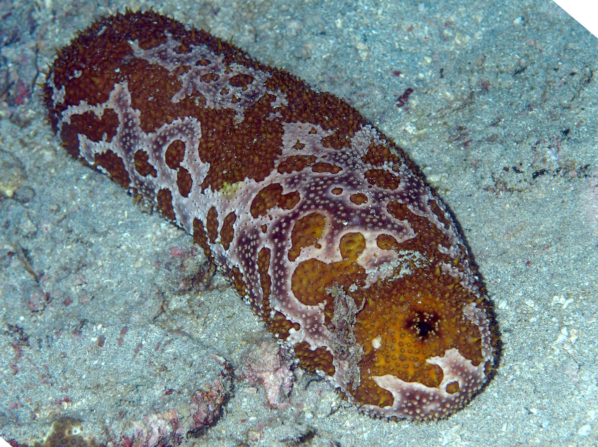 Ocellated Sea Cucumber - Bohadschia ocellata