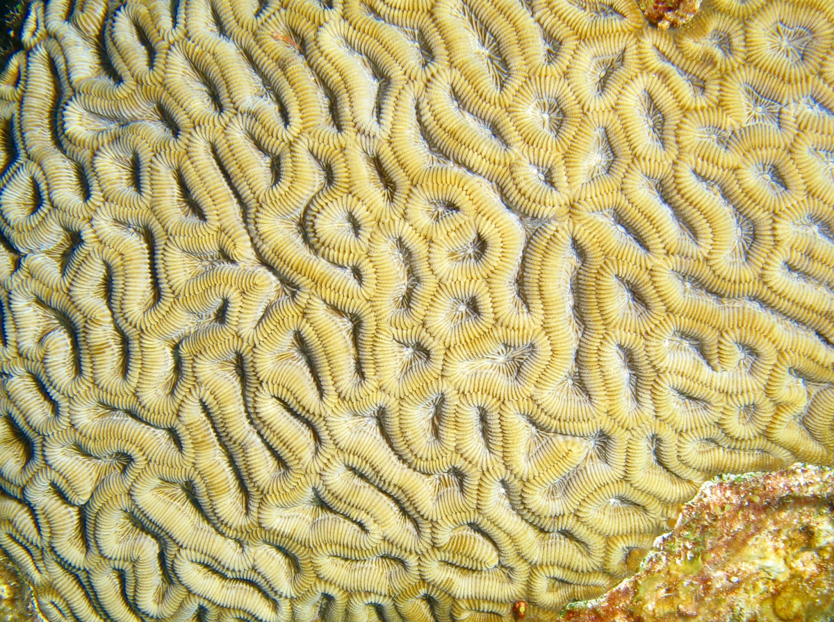 Boulder Brain Coral - Colpophyllia natans