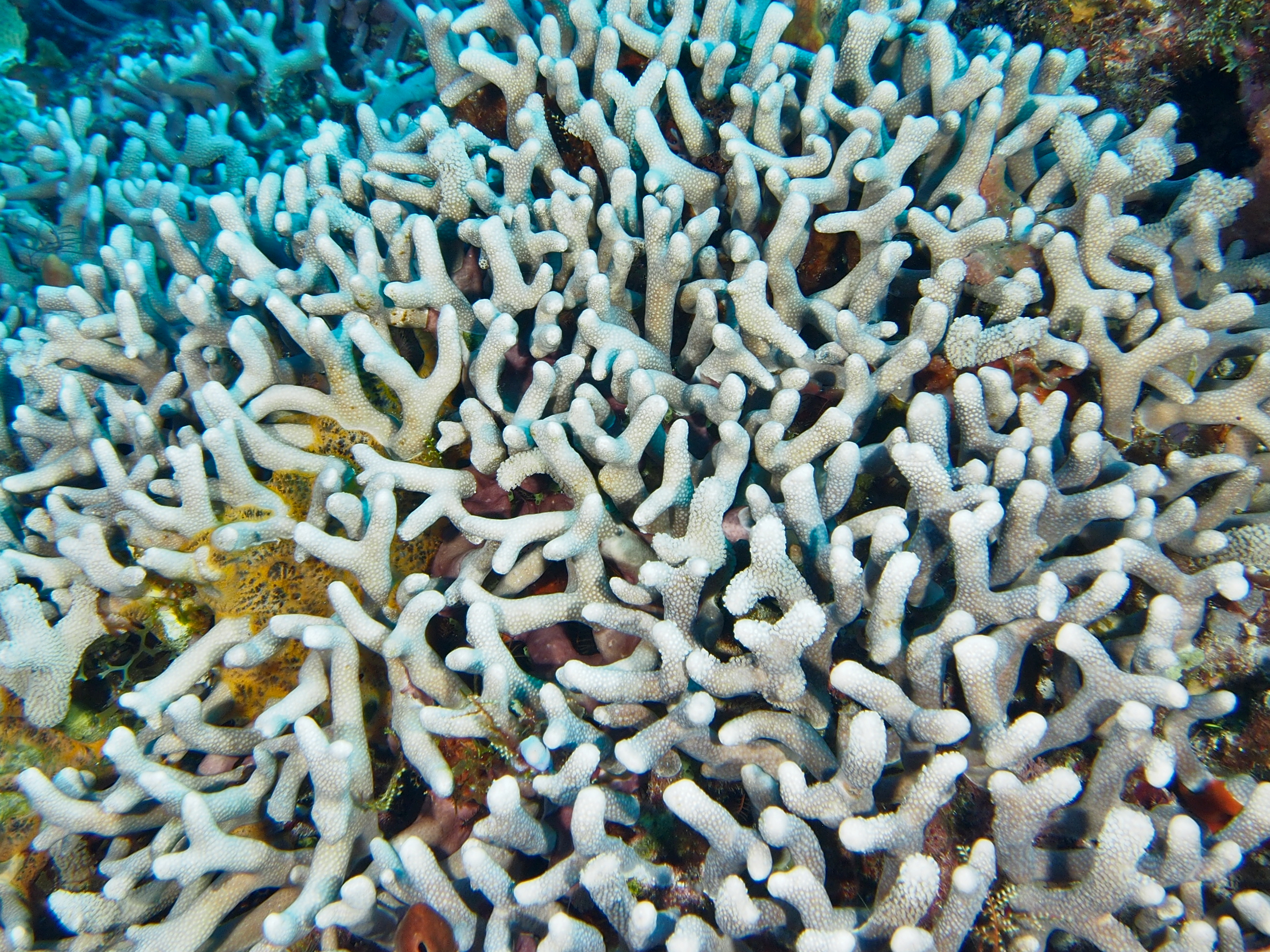 Branched Finger Coral - Porites furcata - Grand Cayman