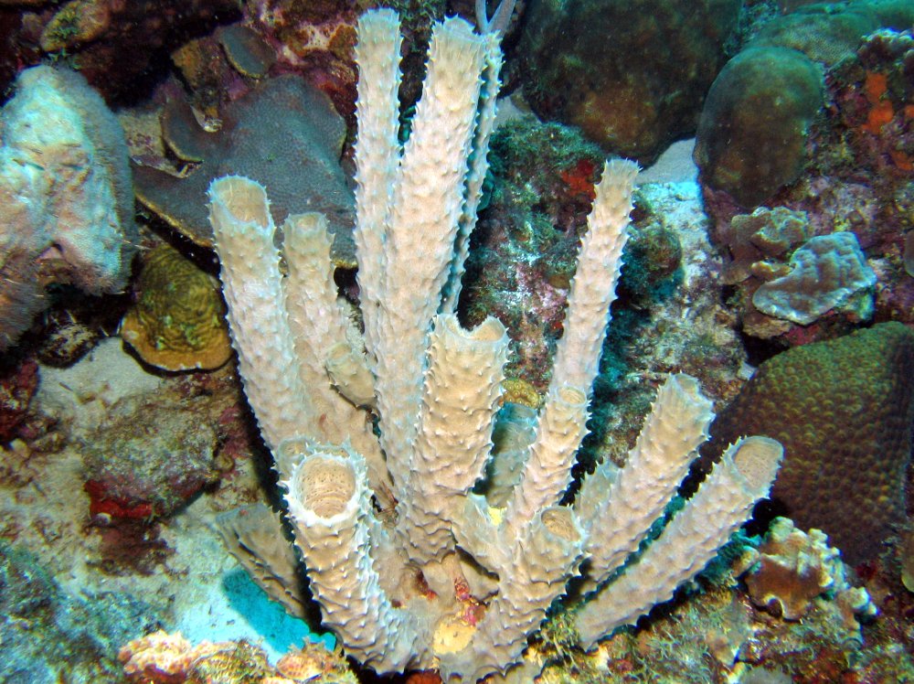 Branching Vase Sponge - Callyspongia vaginalis