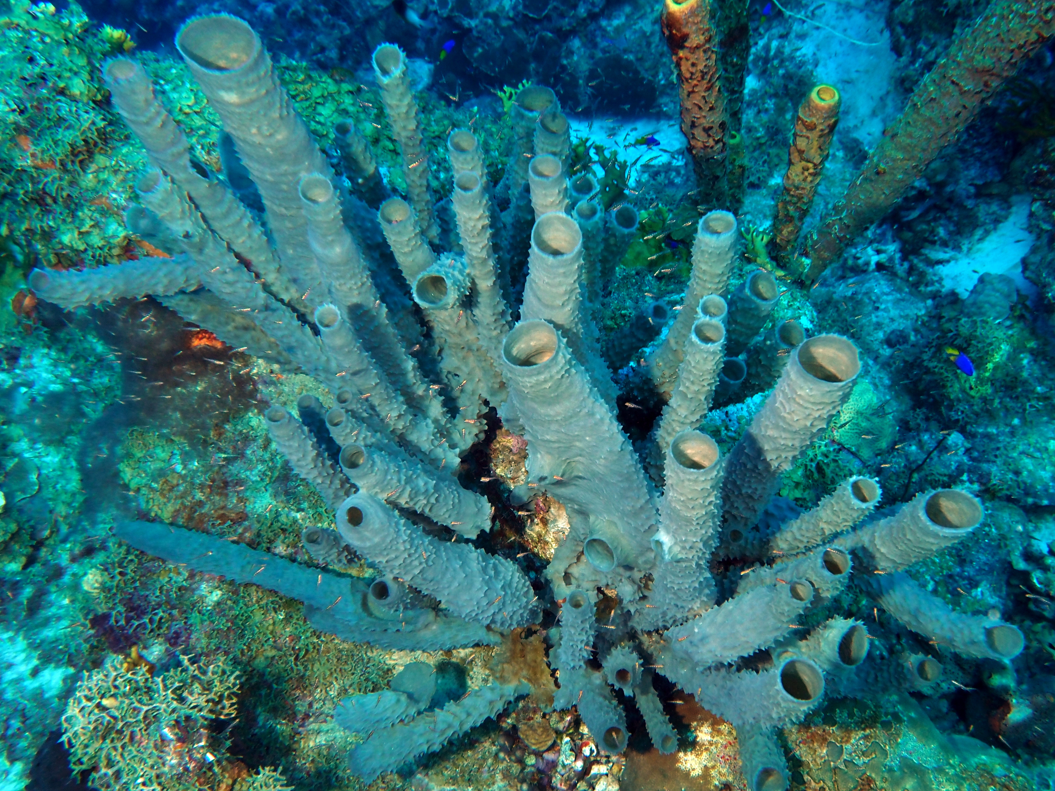 Branching Vase Sponge - Callyspongia vaginalis