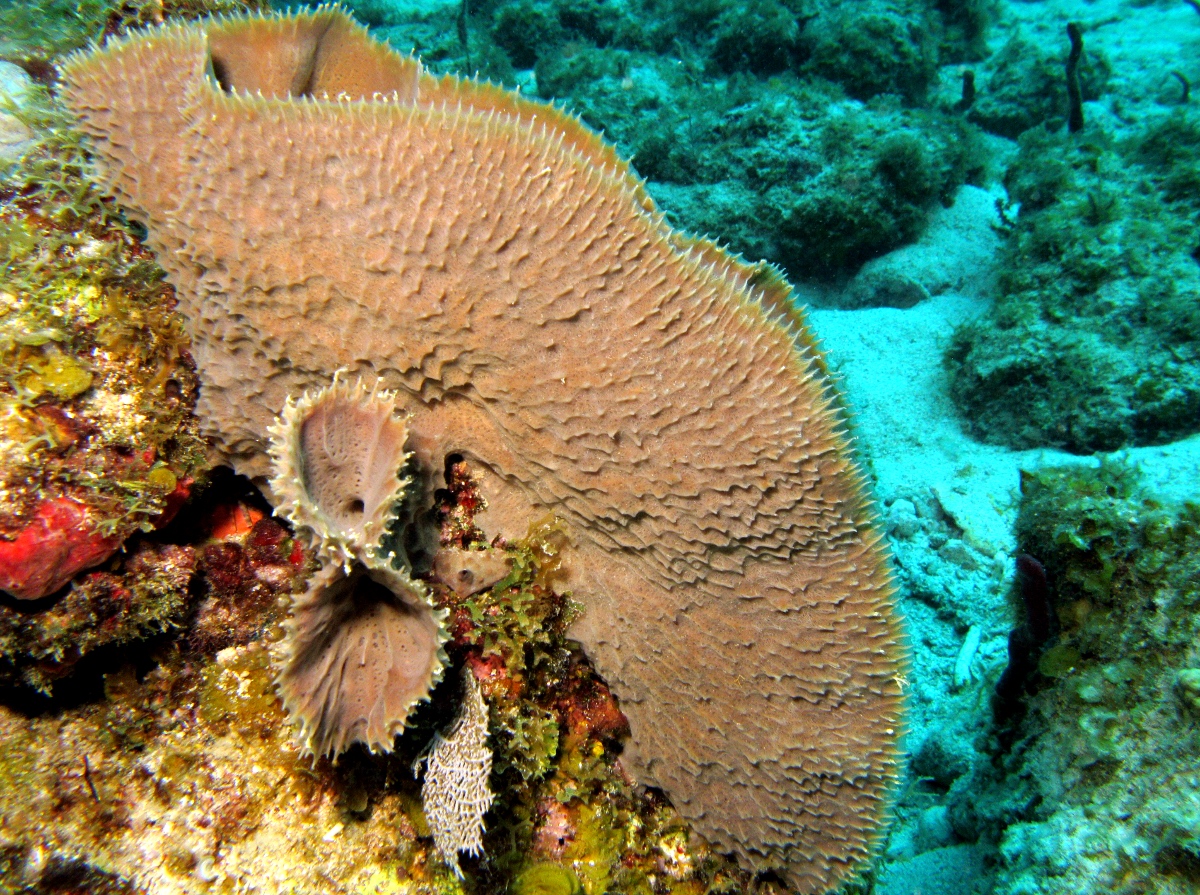 Branching Vase Sponge - Callyspongia vaginalis