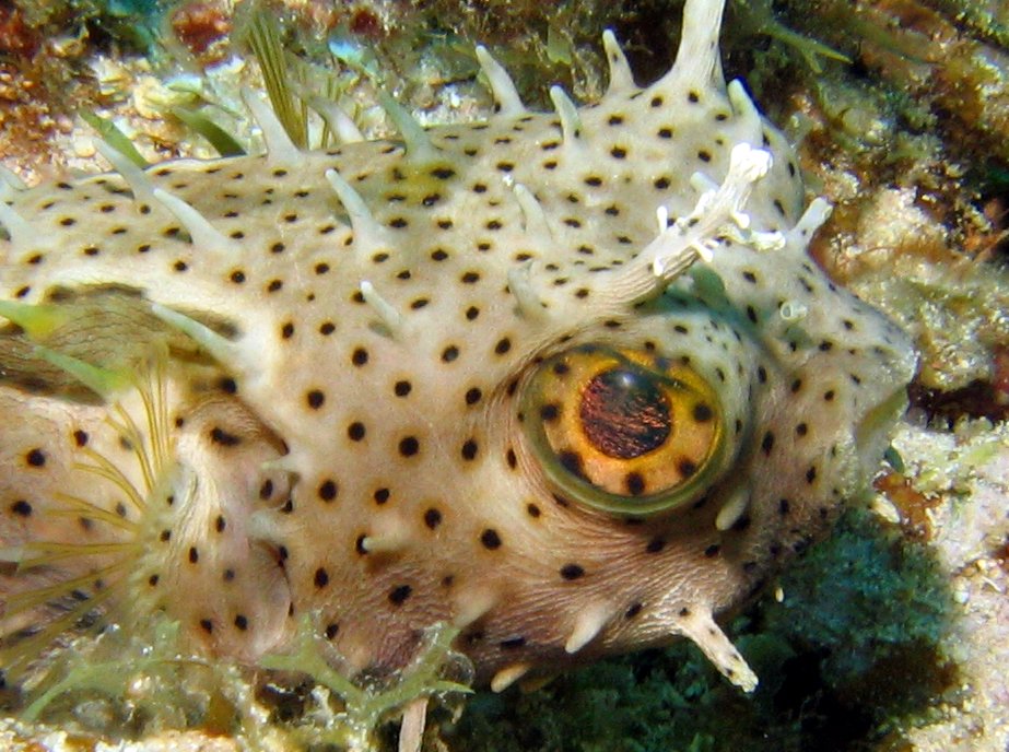 Bridled Burrfish - Chilomycterus antennatus