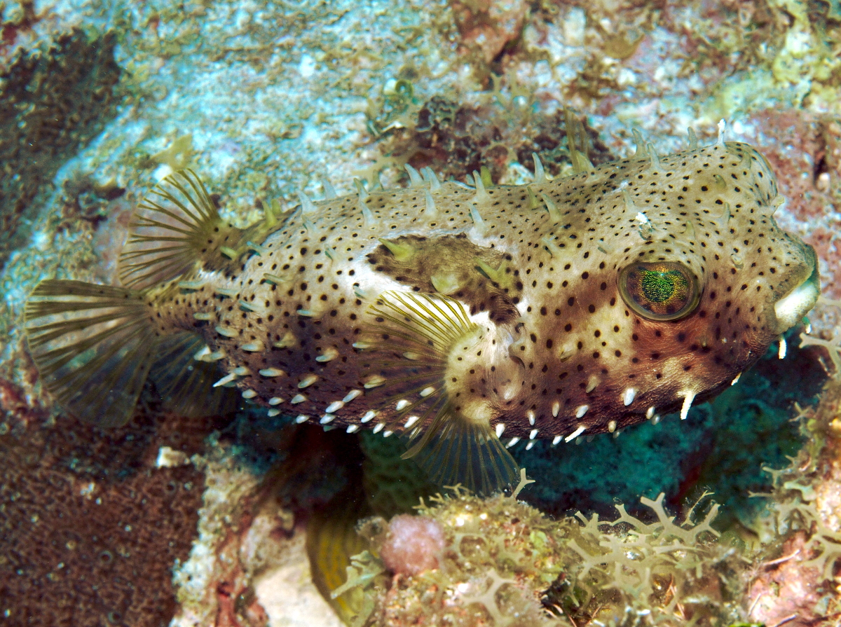 Bridled Burrfish - Chilomycterus antennatus