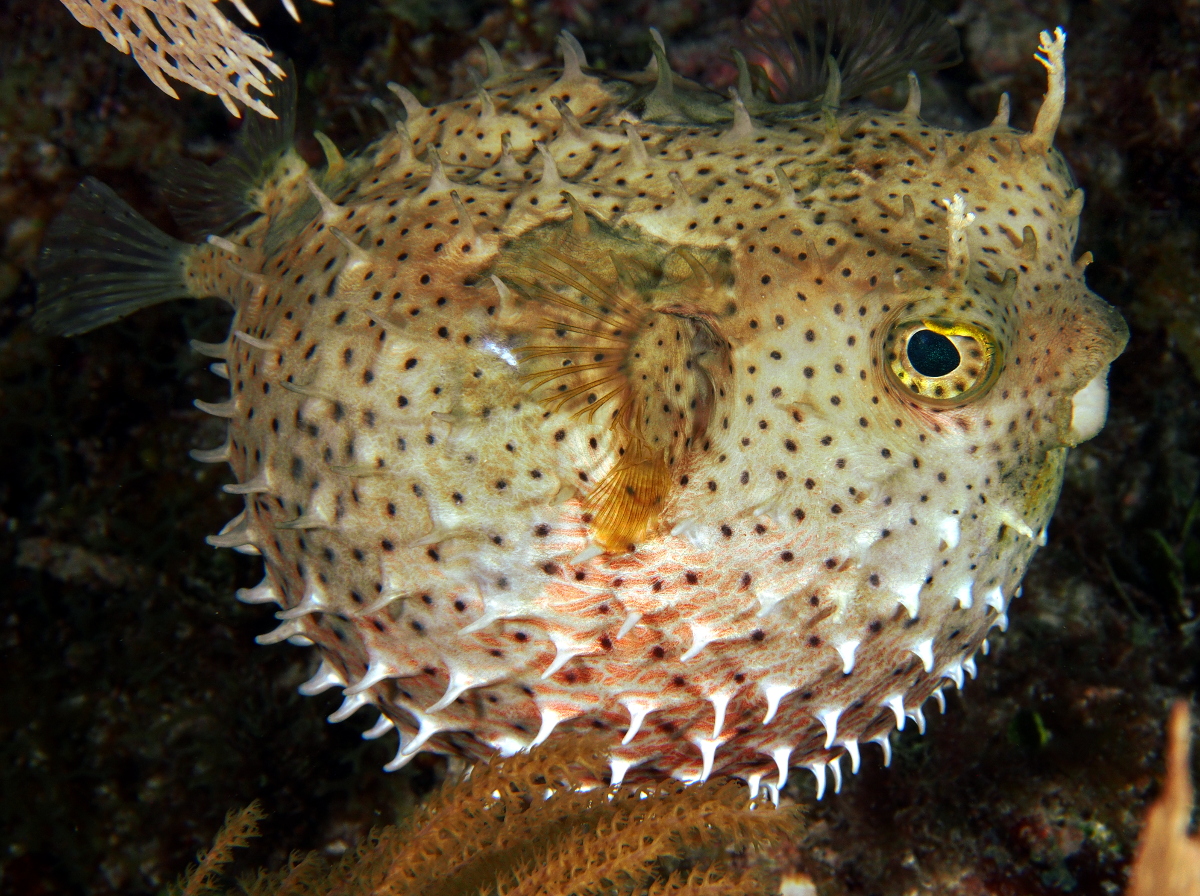 Bridled Burrfish - Chilomycterus antennatus