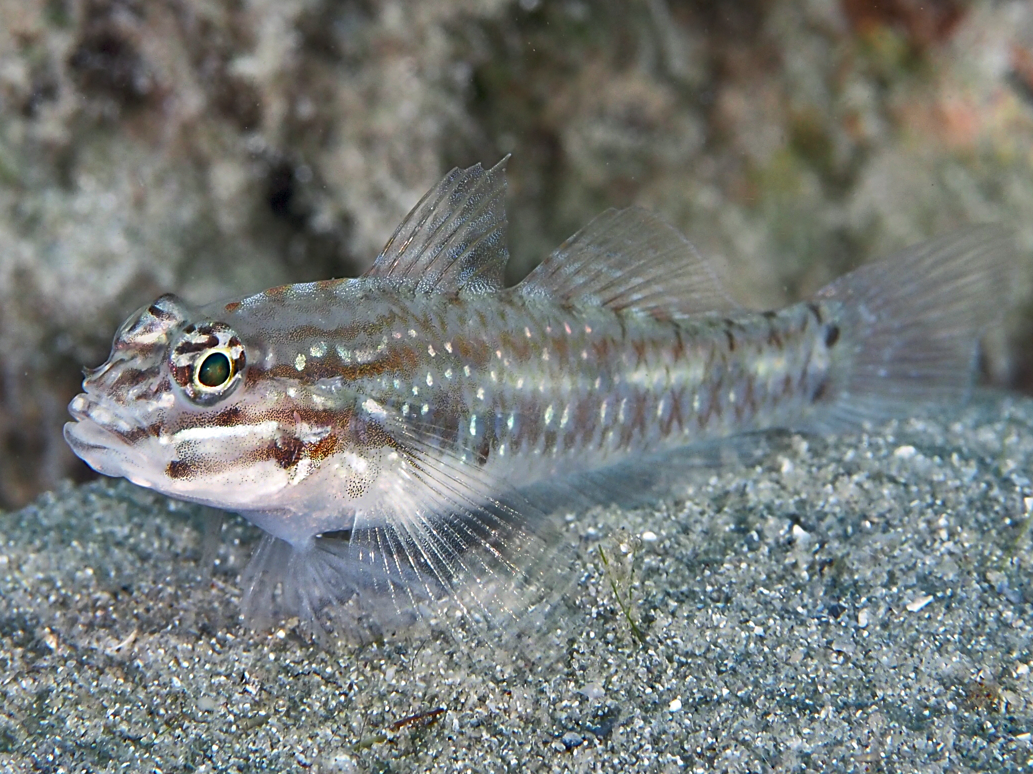 Bridled Goby - Coryphopterus glaucofraenum