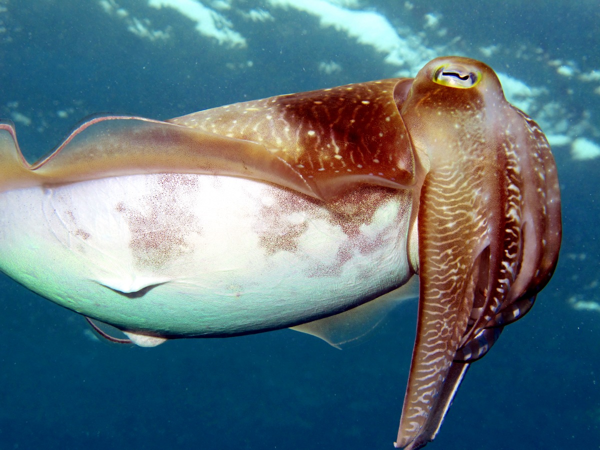 Broadclub Cuttlefish - Sepia latimanus