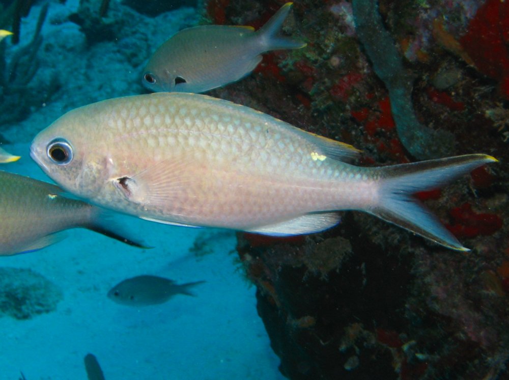 Brown Chromis - Chromis multilineata