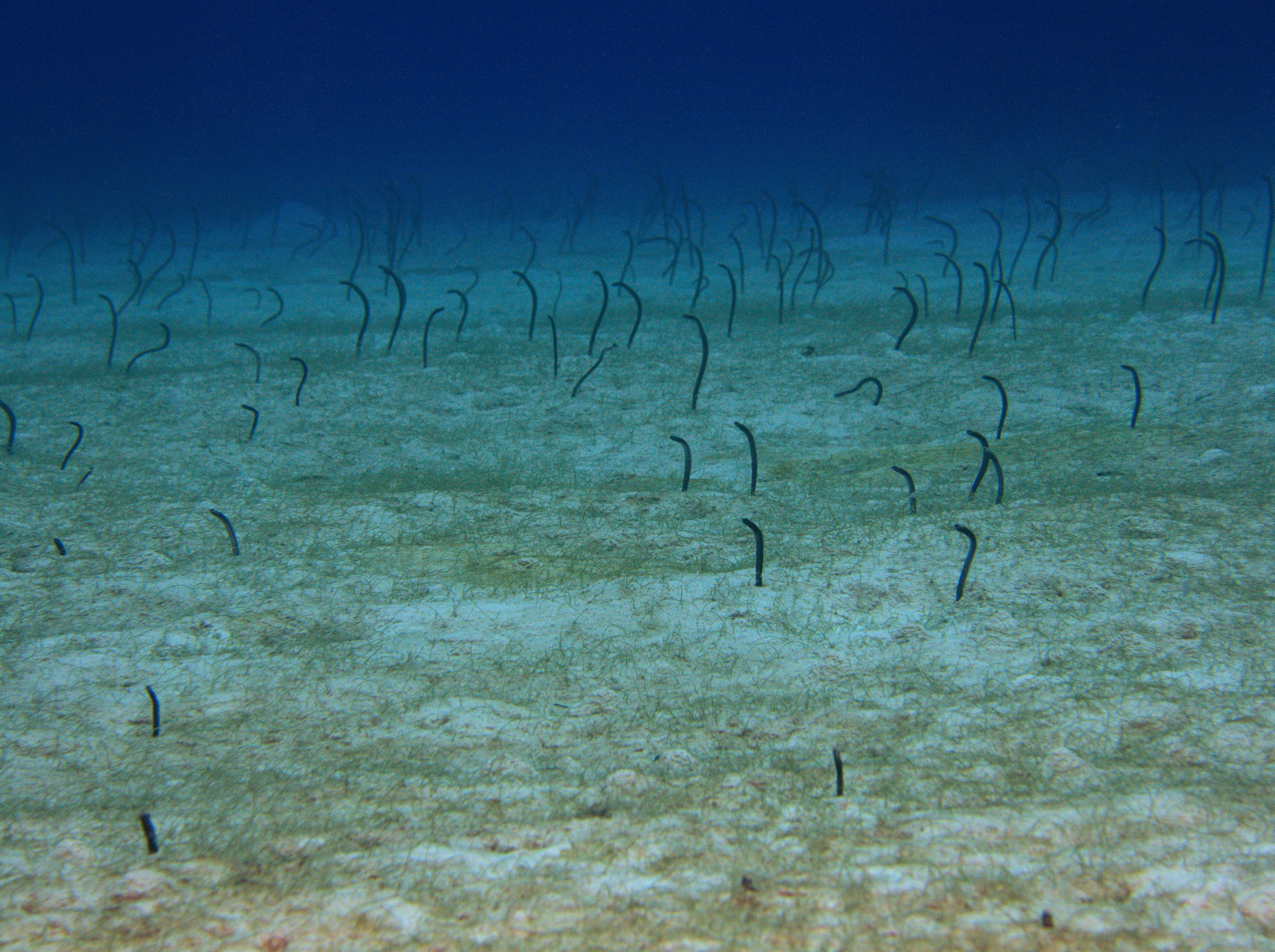 Brown Garden Eel - Heteroconger longissimus