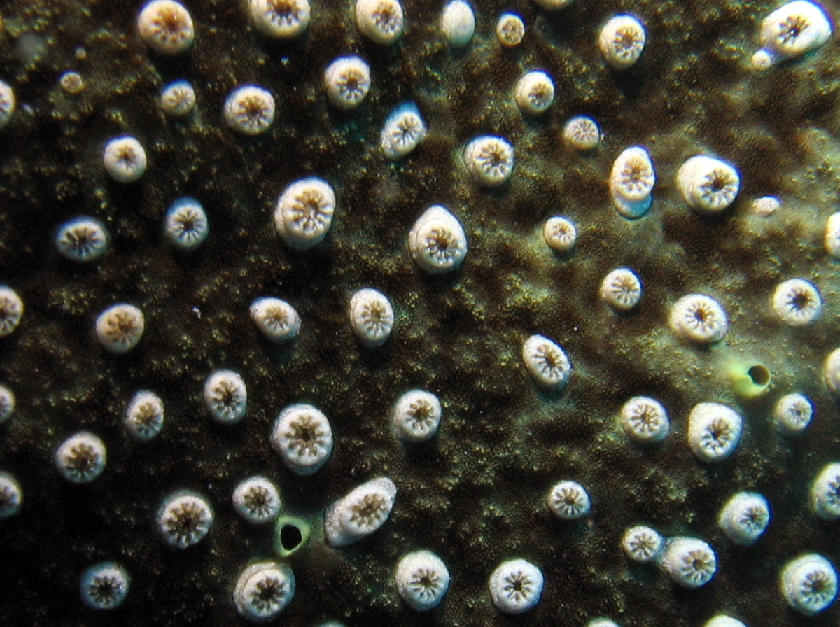 Brown Sponge Zoanthid - Parazoanthus catenularis - Turks and Caicos