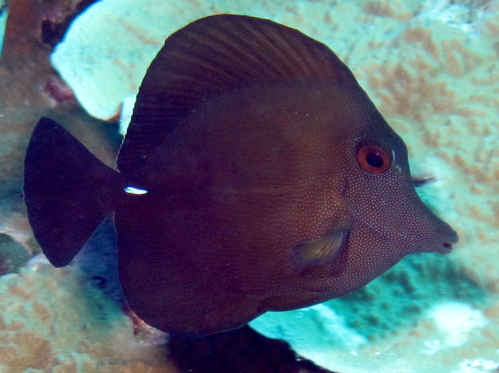 Brushtail Tang - Zebrasoma scopas