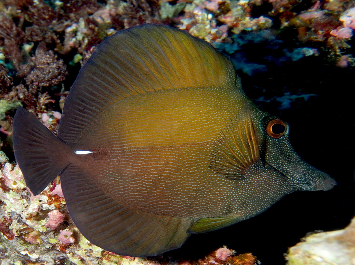 Brushtail Tang - Zebrasoma scopas