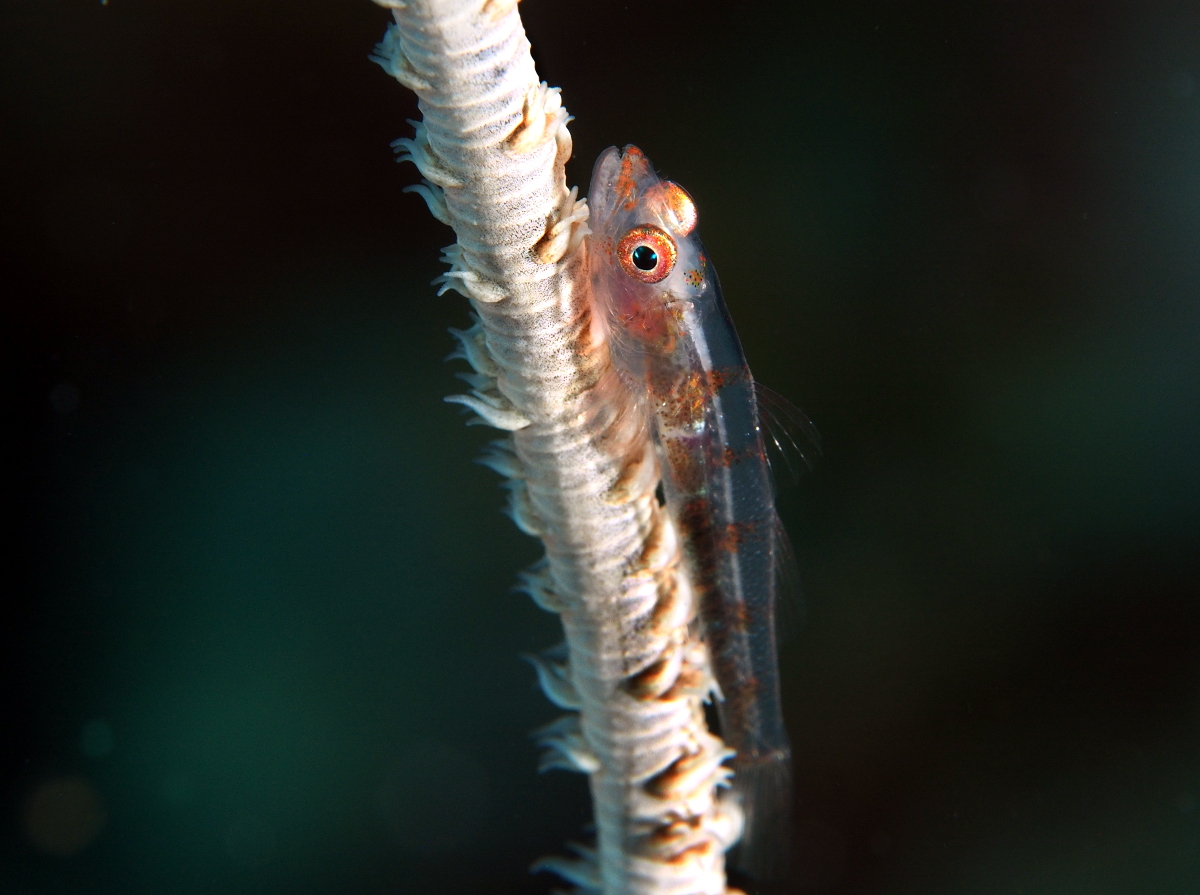 Wire Coral Goby - Bryaninops yongei