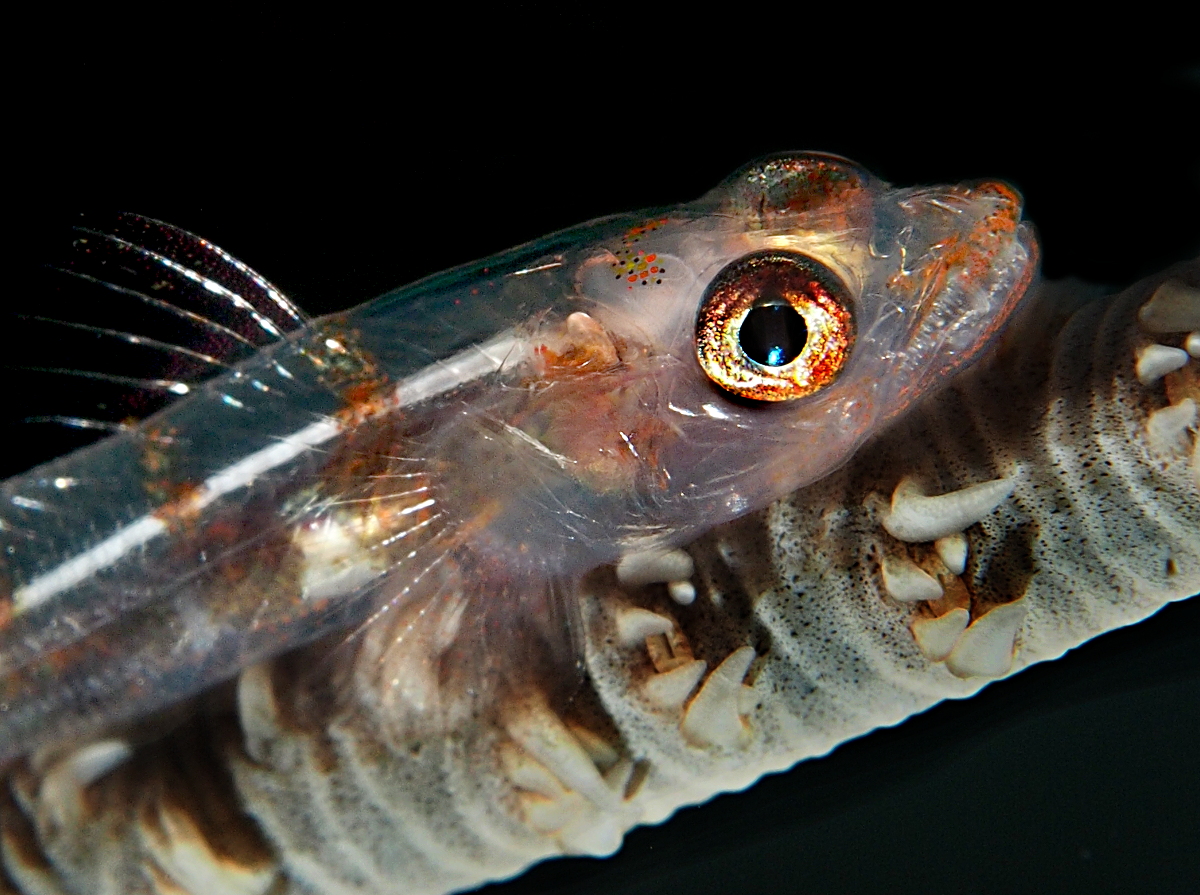 Wire Coral Goby - Bryaninops yongei
