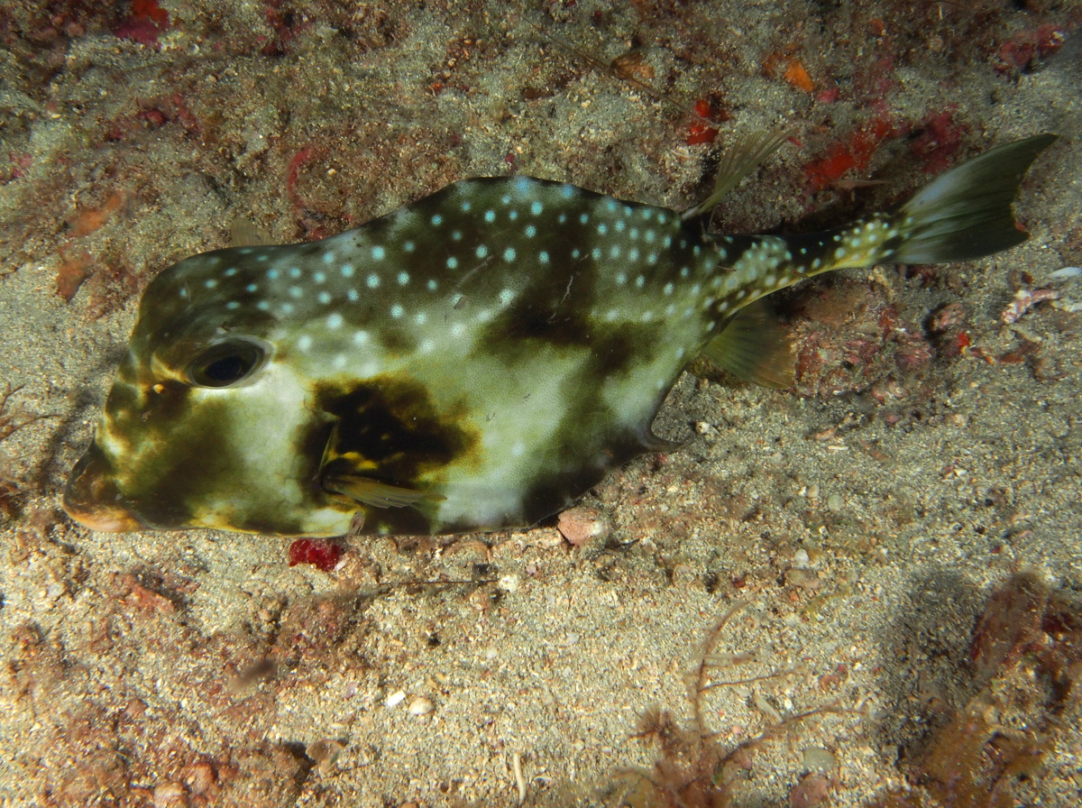 Buffalo Trunkfish - Lactophrys trigonus