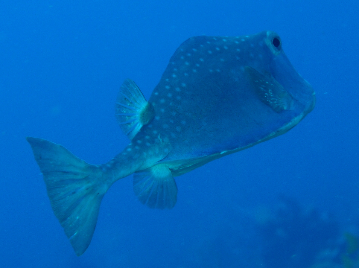 Buffalo Trunkfish - Lactophrys trigonus