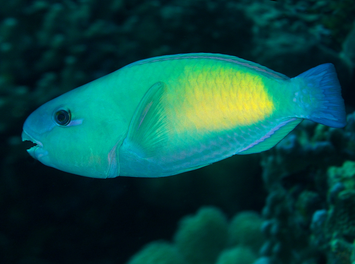 Bullethead Parrotfish - Chlorurus spilurus