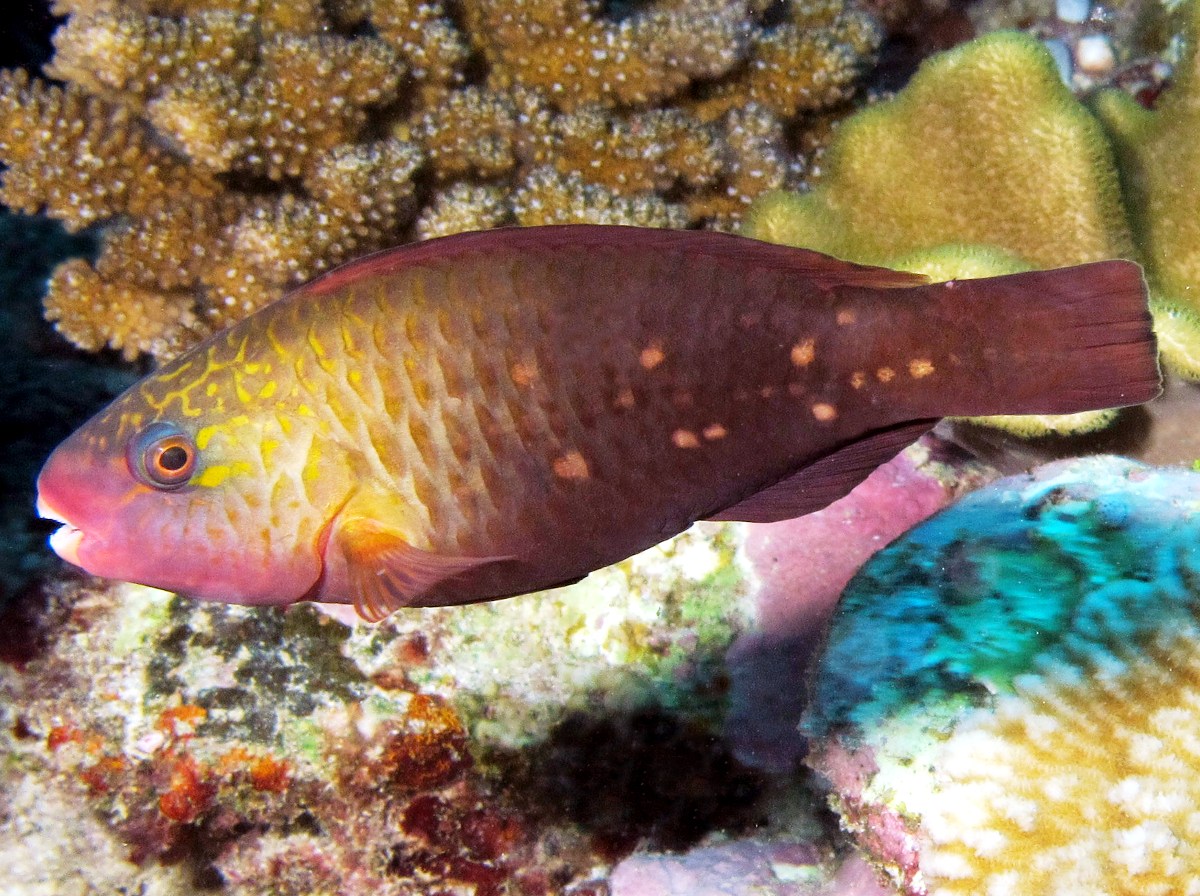 Bullethead Parrotfish - Chlorurus spilurus