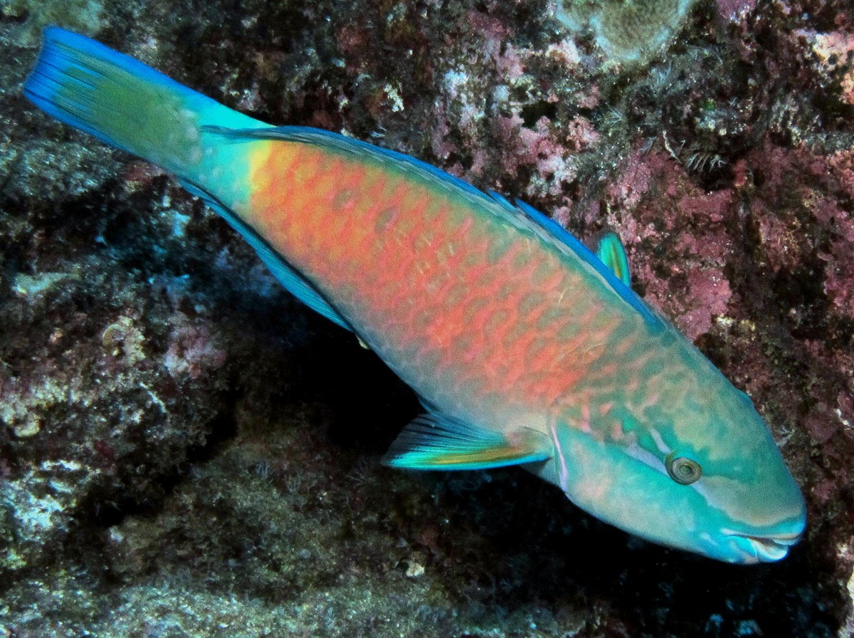 Bullethead Parrotfish - Chlorurus spilurus