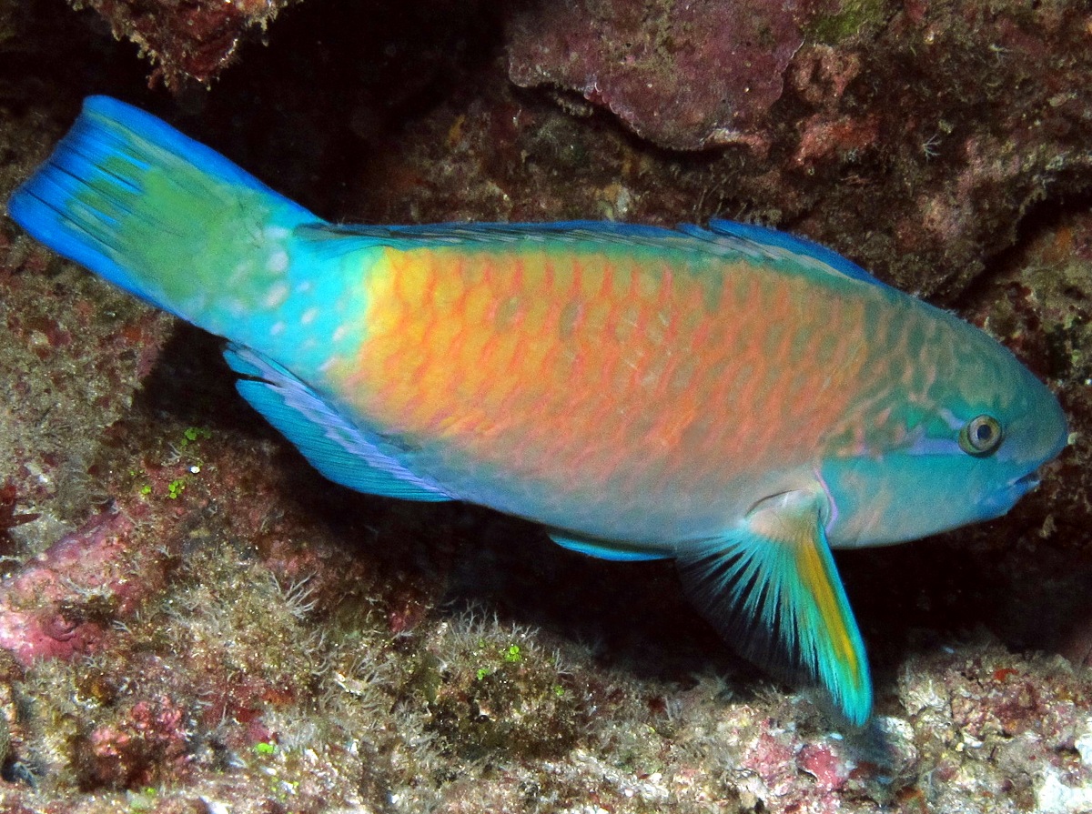 Bullethead Parrotfish - Chlorurus spilurus