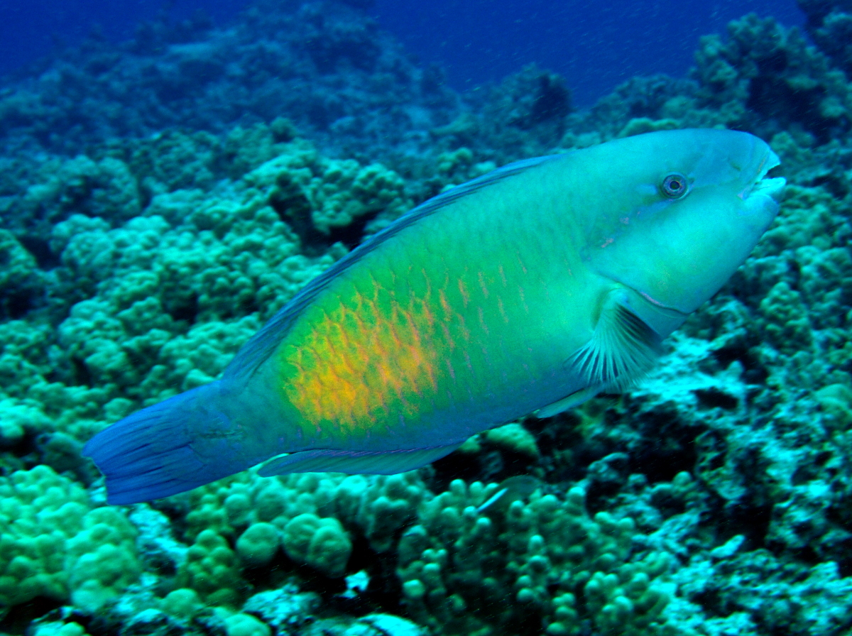 Bullethead Parrotfish - Chlorurus spilurus
