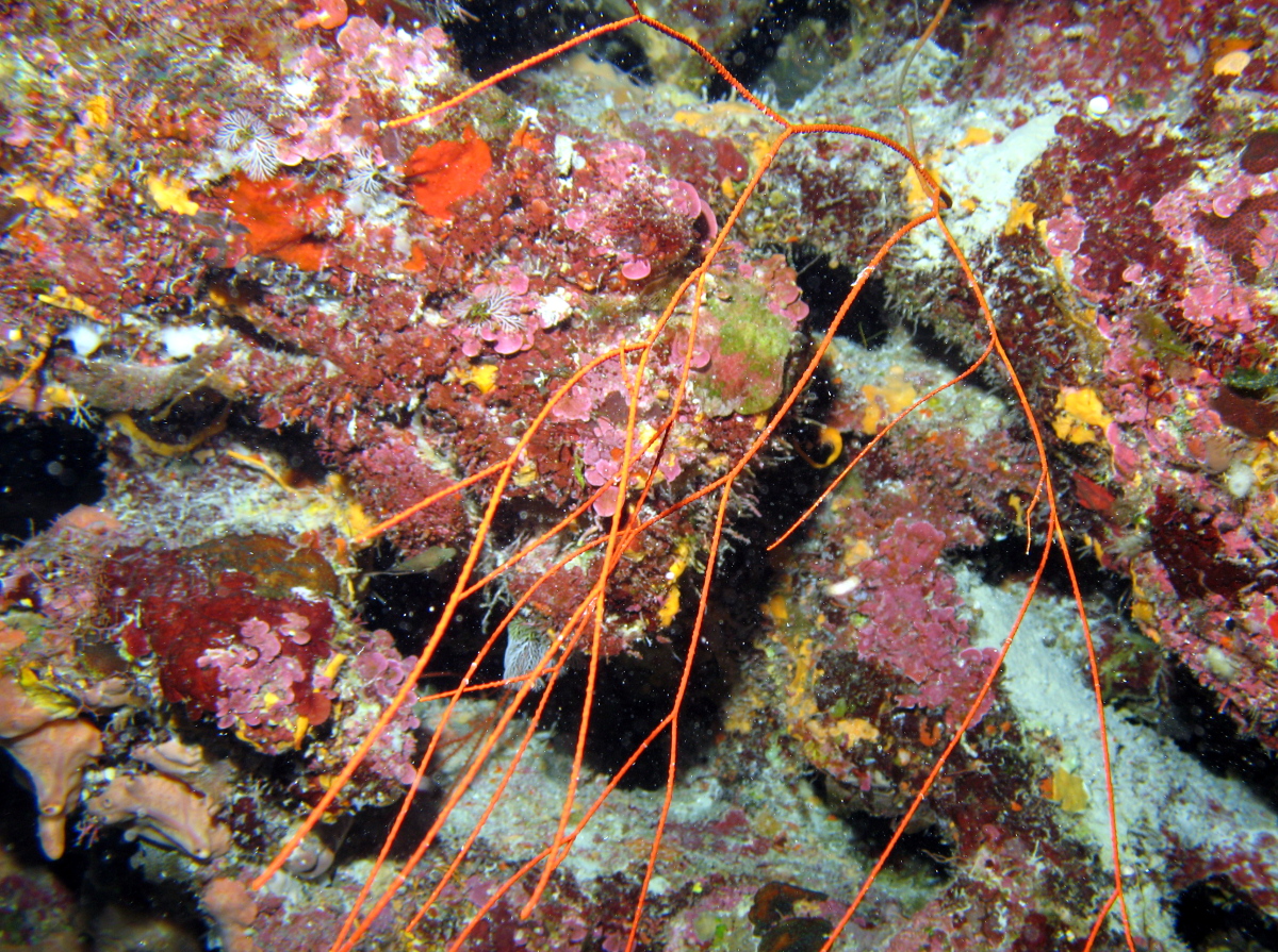 Bushy Sea Whip - Nicella schmitti