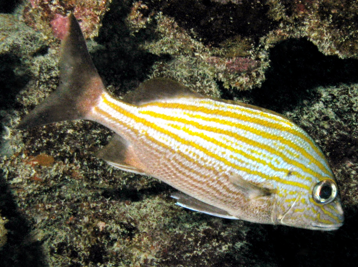 Caesar Grunt - Haemulon carbonarium