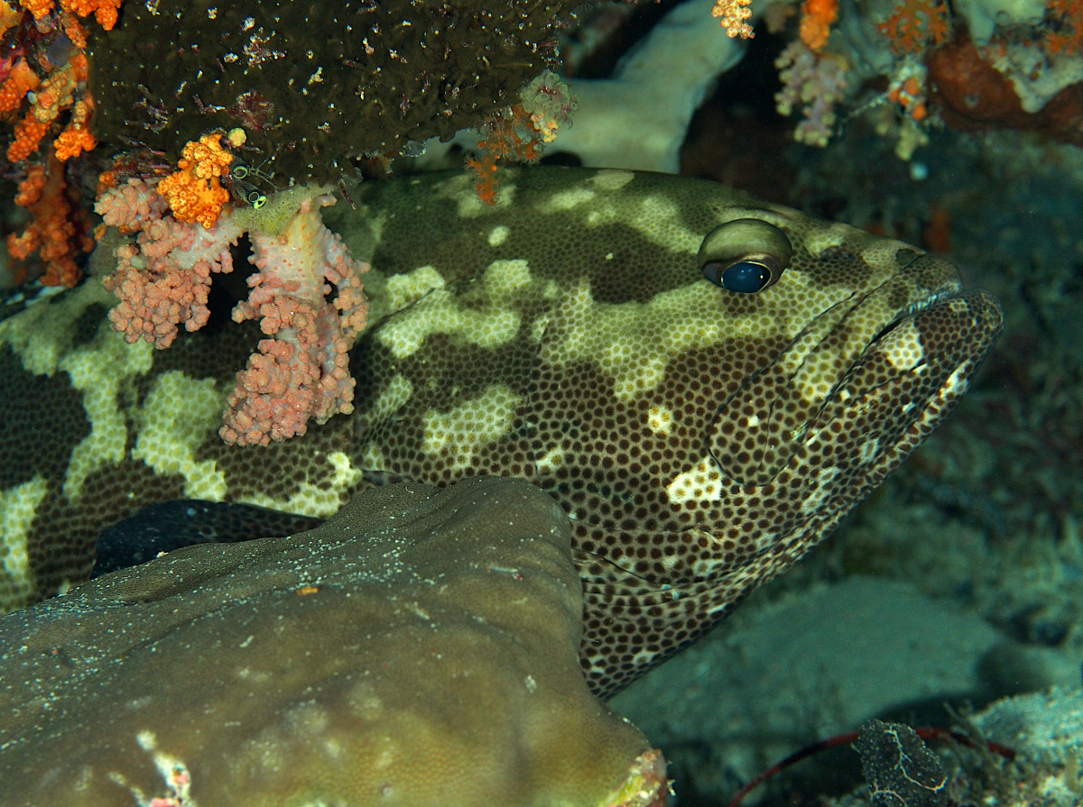 Camouflage Grouper - Epinephelus polyphekadion