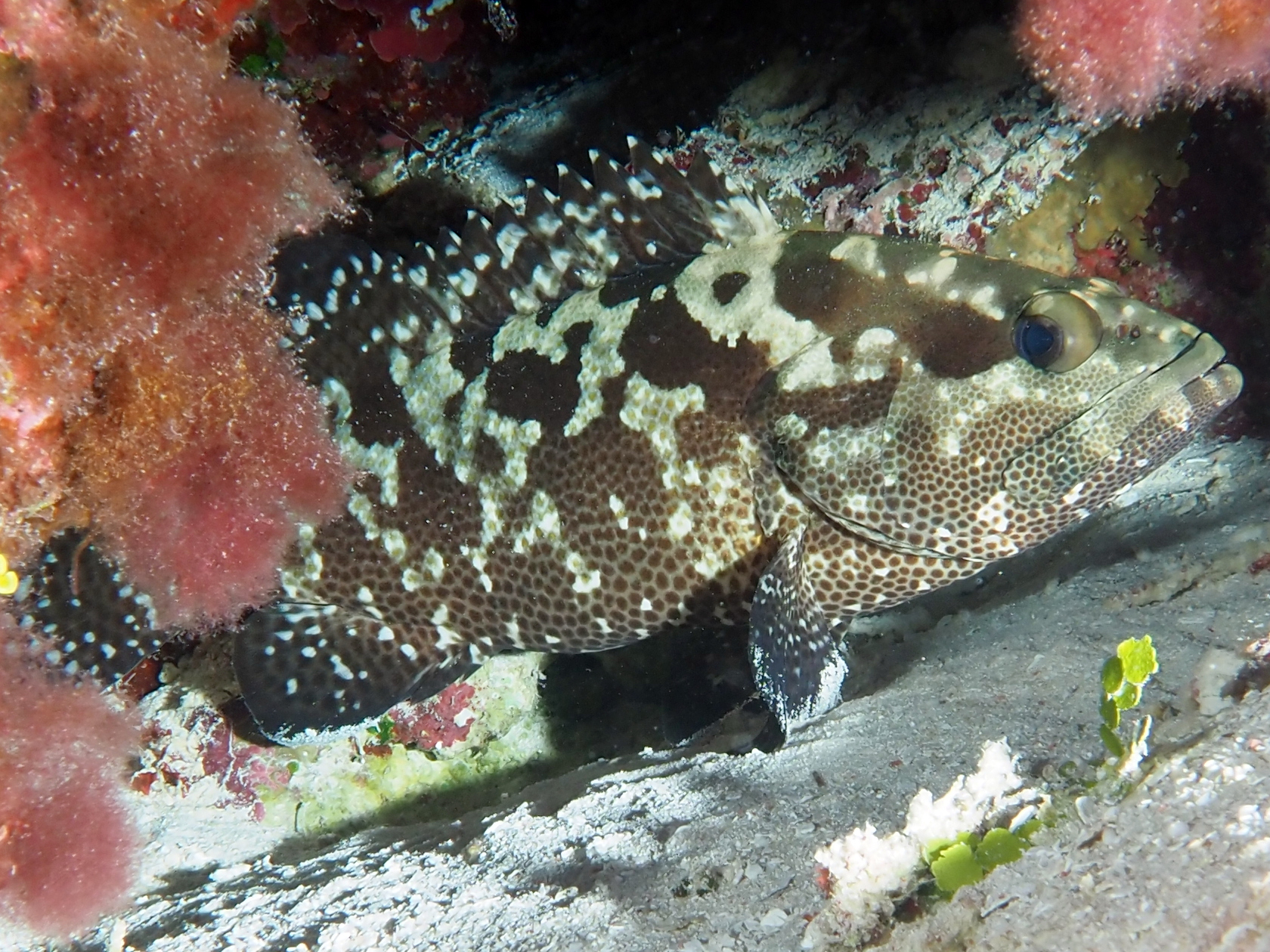 Camouflage Grouper - Epinephelus polyphekadion