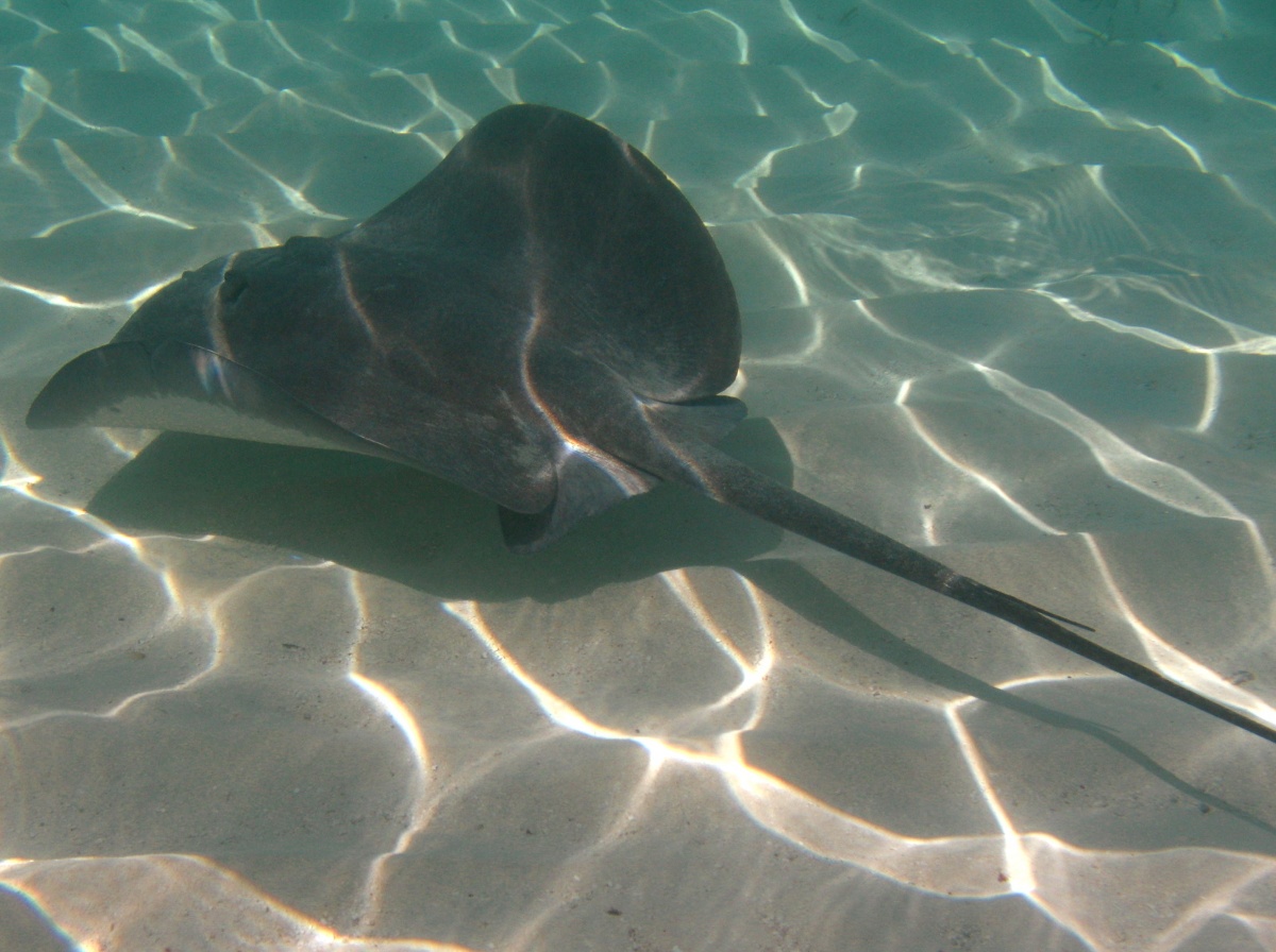 Caribbean Whiptail Stingray - Himantura schmardae