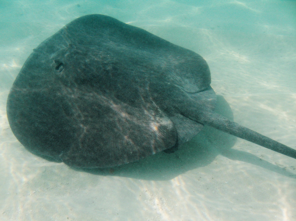 Caribbean Whiptail Stingray - Himantura schmardae